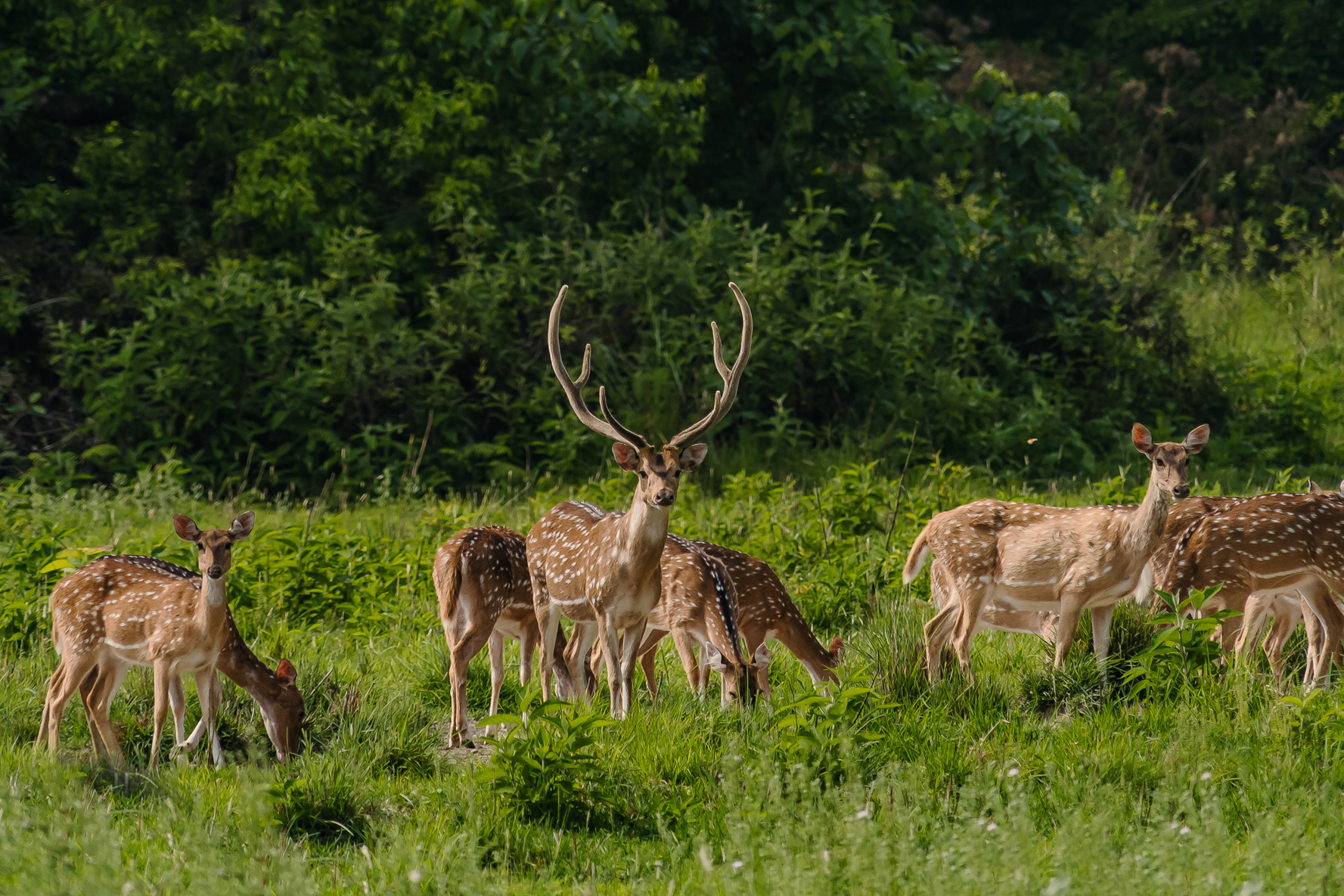 Wildlife in Bardia 4