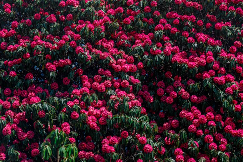 National flower of Nepal, Rhododendron, in full bloom
