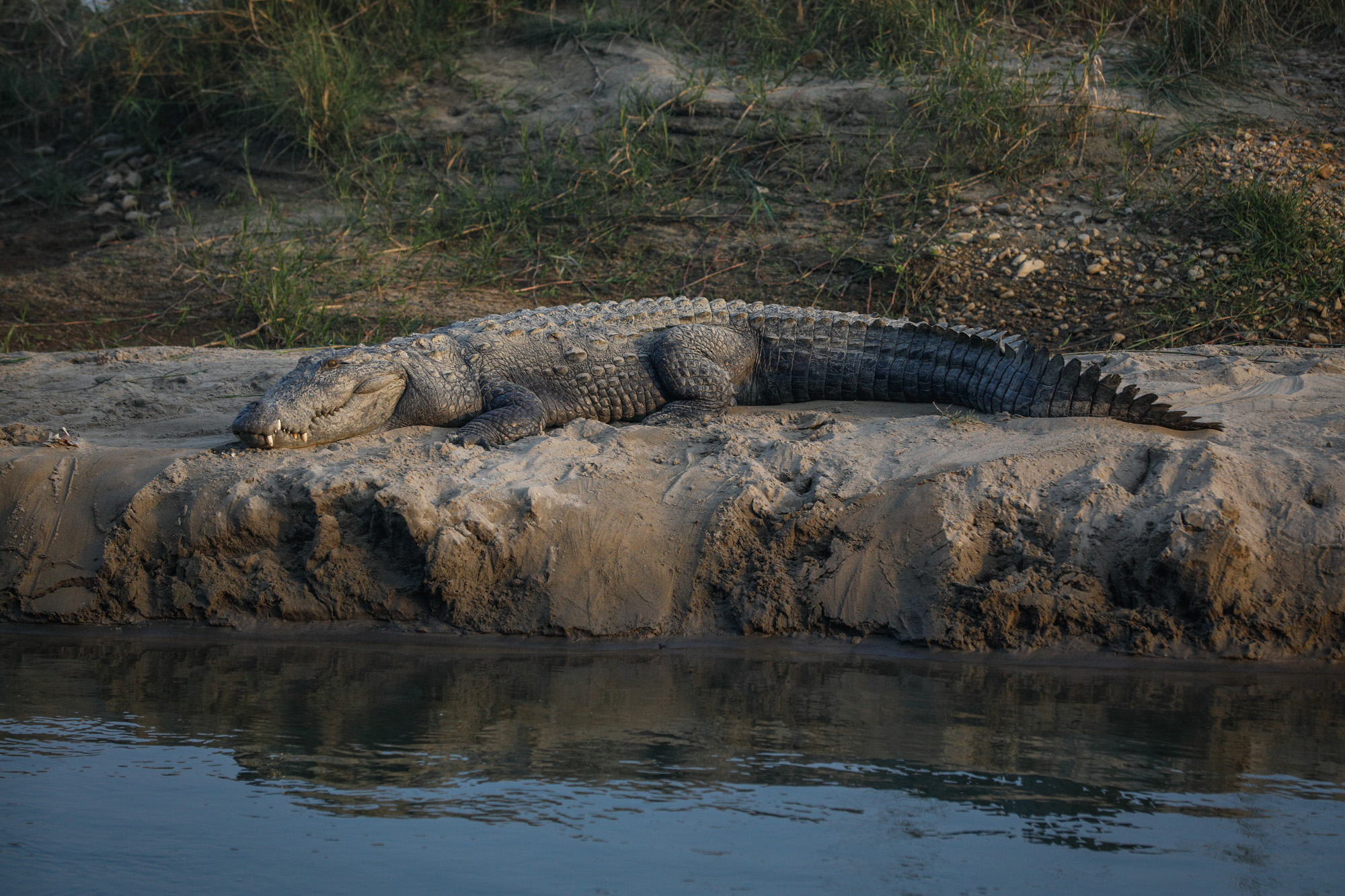 Chitwan National Park Comfort Trip