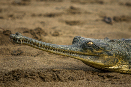 Bardia Wildlife Express Trip