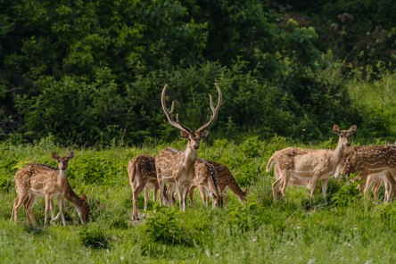 Bardia Wildlife Trip