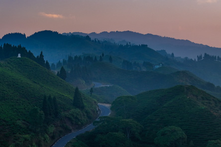 Ilam Tea and Coffee Farms Trip